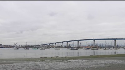 U.S. Navy, Port of San Diego monitoring health of San Diego Bay eelgrass
