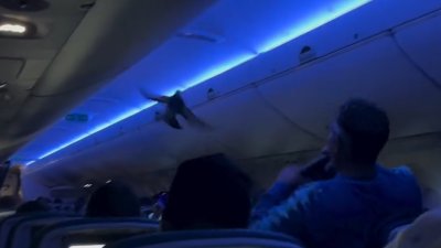 Chaotic video shows pigeon flying through Delta plane before it's forced to return to gate