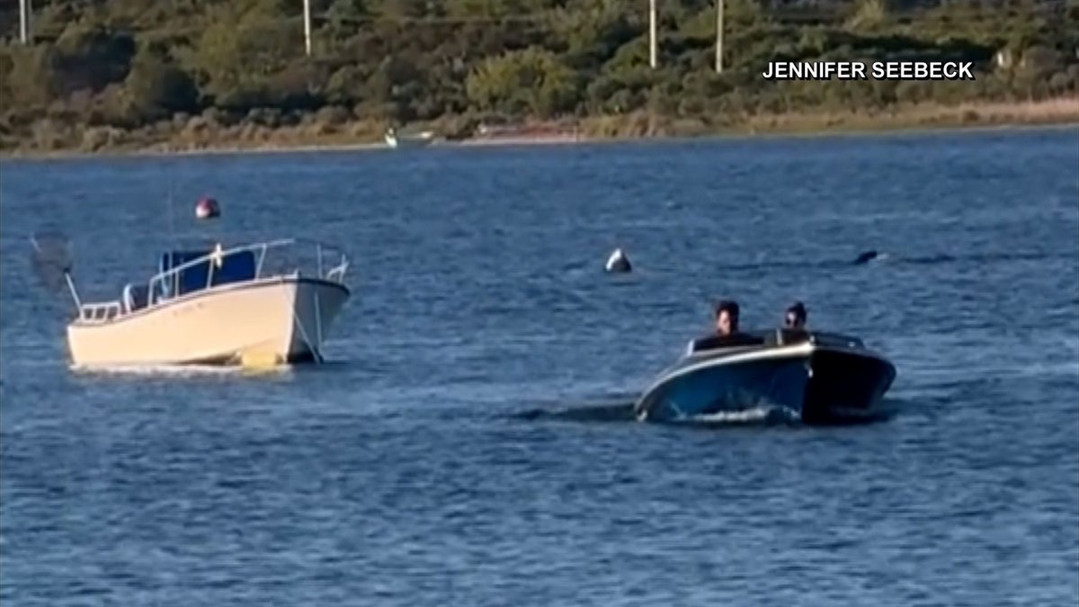WATCH 20foot shark spotted off Block Island in Rhode Island NBC New