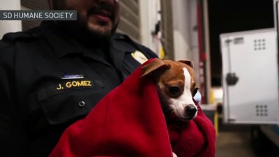 San Diego Humane Society cares for 41 pets removed from Escondido home
