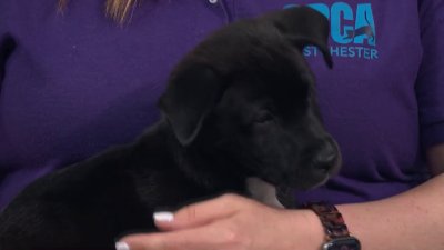 Help these adorable pups find their forever home