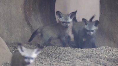 Six bat-eared fox kits born at Tennessee zoo in rare large litter