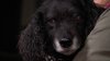 String of dog maulings leaves NYC pet owners without recourse