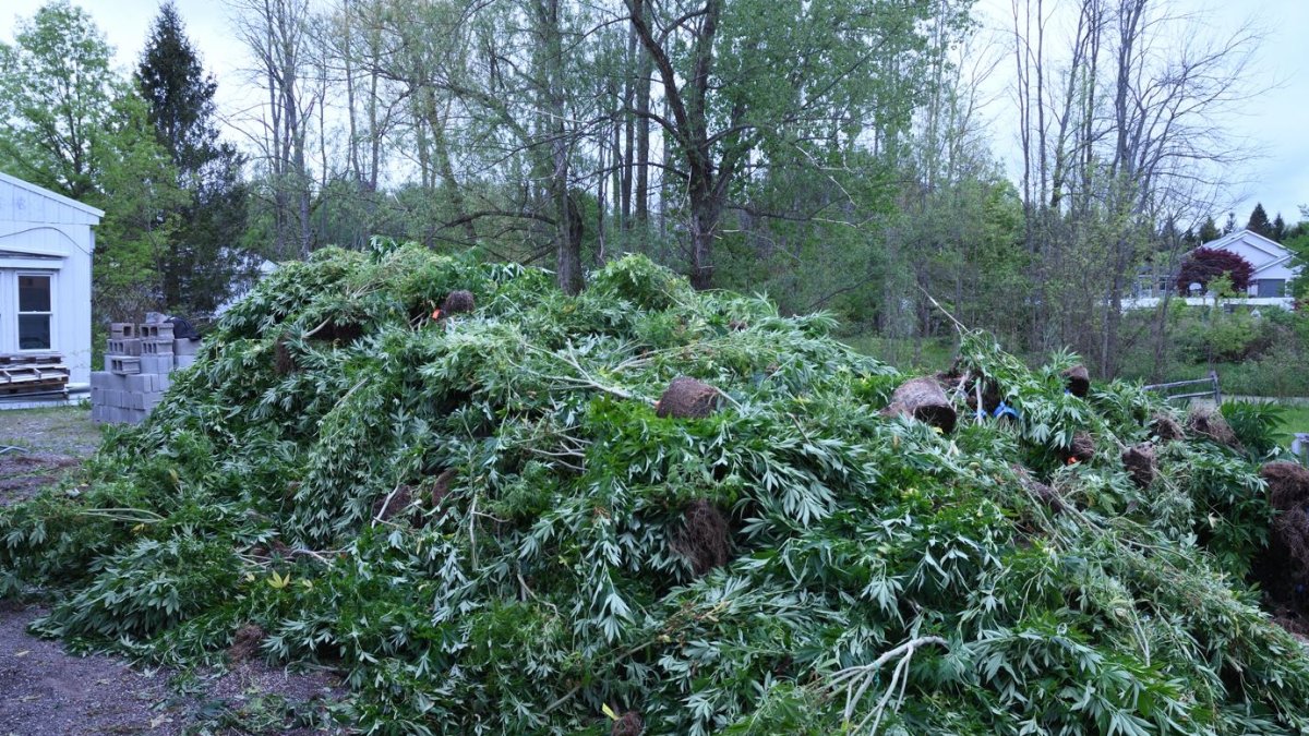 Massive Illegal Marijuana Farm Busted in Upstate NY, Supplying NYC Smoke Shops