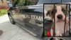 1-month-old girl was dead before dog mauling at NYC home, medical examiner says