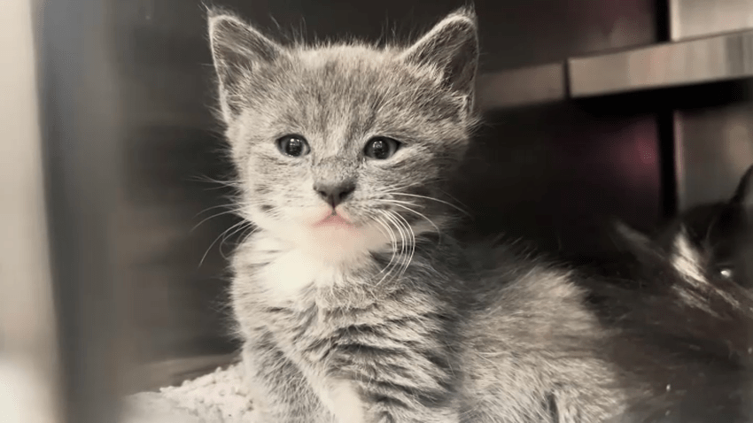 cat saved long island