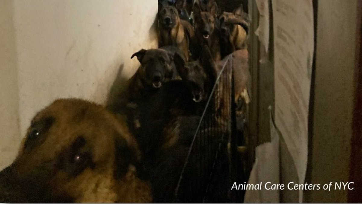 Man charged after dozens of dogs found in ‘filthy’ NYC apartment – NBC ...