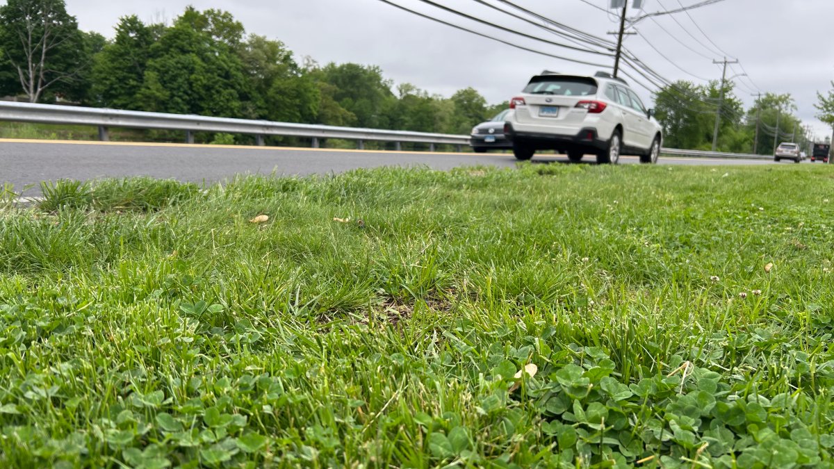 Turtles get helping hand from Connecticut business during nesting season