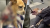 Large dog's attack on chihuahua on Upper West Side sparks calls for change in laws