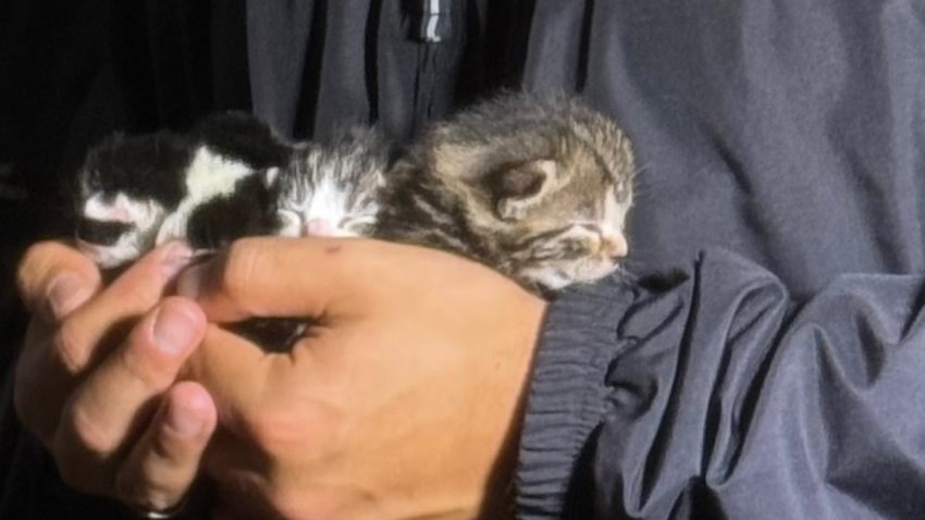 cat saved long island