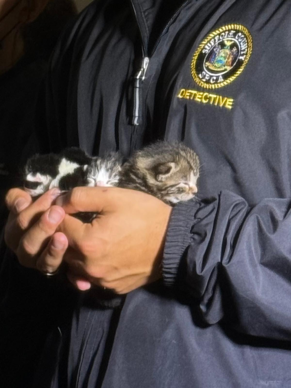 50 cats saved from Long Island hoarding situation 1 unnamed