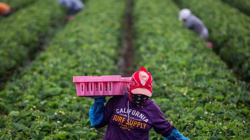 A farmworker works in a strawberry field on June 12, 2025 in Oxnard, California. Anti-immigration crackdowns ordered by US President Donald Trump has seen federal authorities target factories and work sites since June 6, sparking days of angry protests in Los Angeles.