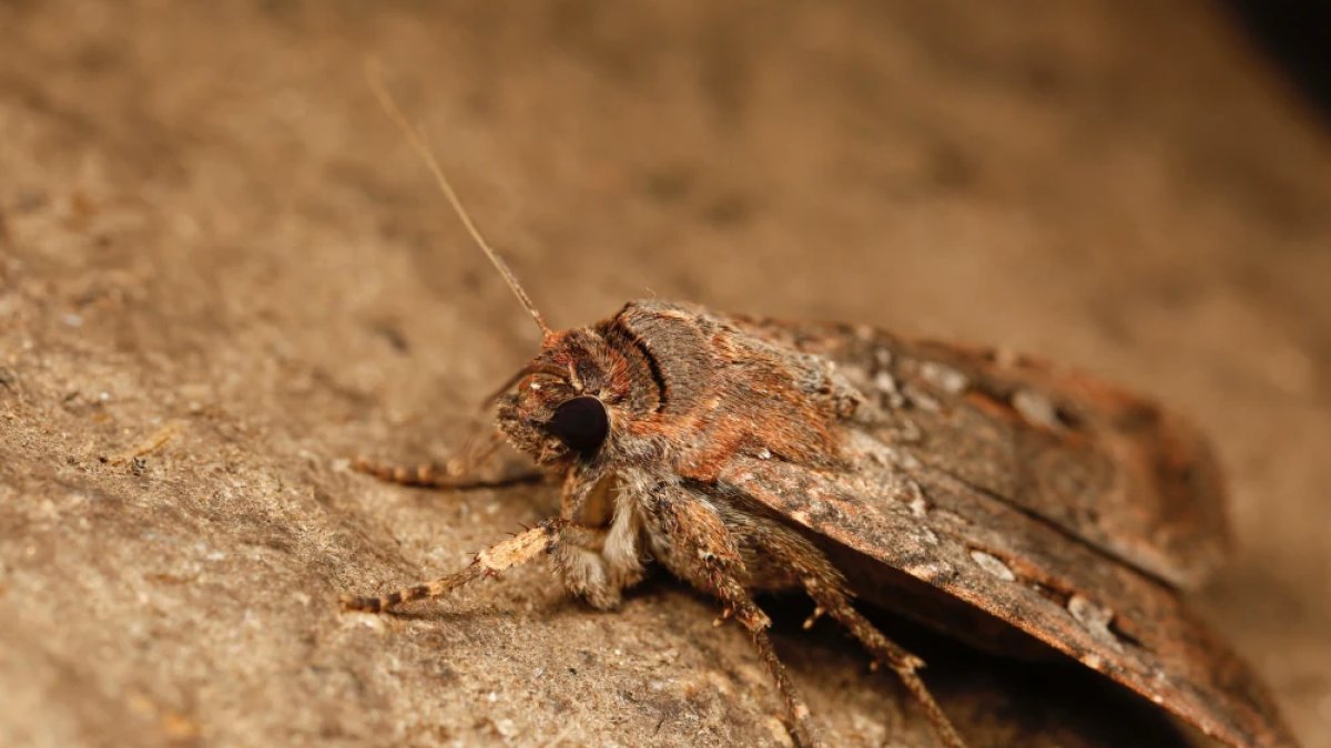 Nys Moth Insect Bogong moths appear to use stars to navigate 600-mile journey – NBC New ...