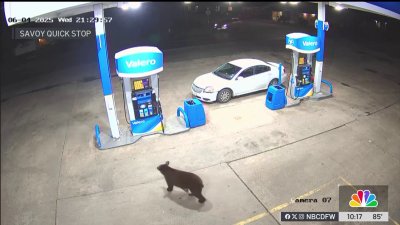 Black bear caught on camera in North Texas town of Savoy