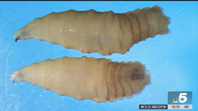 Killer parasite poses threat to Texas cattle industry