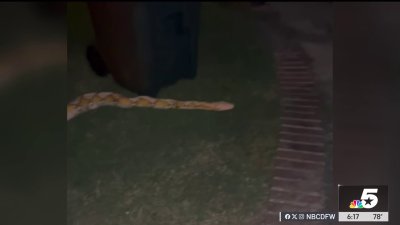 15-foot python discovered in a Garland neighborhood
