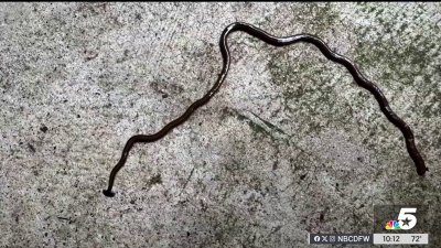 Toxic, invasive hammerhead worm spotted in North Texas, here's what you need to know