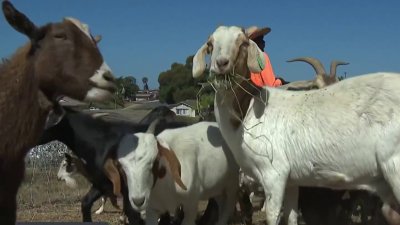 300 grazing goats may be greatest wildfire mitigation of all time