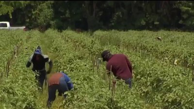 White House reverses course on farm & hotel ICE raid pause