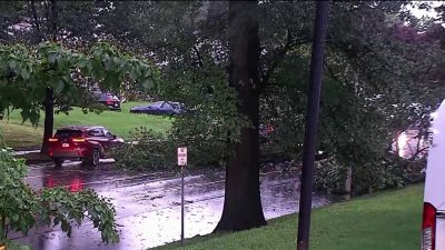 Tree blocks traffic on City Avenue in Lower Merion