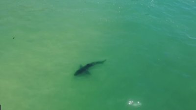 How ‘Jaws' sparked a legacy 50 years ago that fueled shark science in San Diego