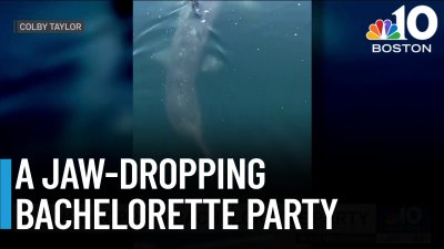 Video: Sharks crash bachelorette party off coast of NH