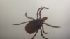 Tick, tick, boom: Officials warn of ‘explosion' in New York area