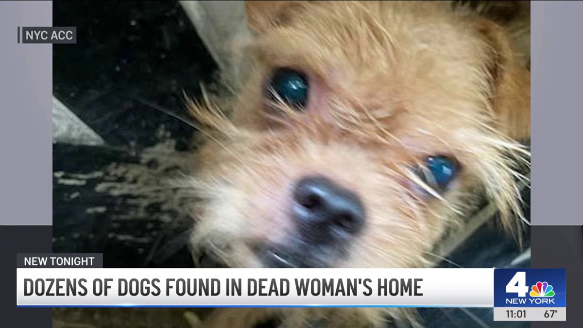 Dozens of dogs found in dead woman’s home in Brooklyn – NBC New York