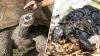 Galapagos tortoise celebrates his 135th birthday and his first Father's Day at Zoo Miami