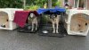 22 dogs seized during animal cruelty investigation in Oxford, Conn.