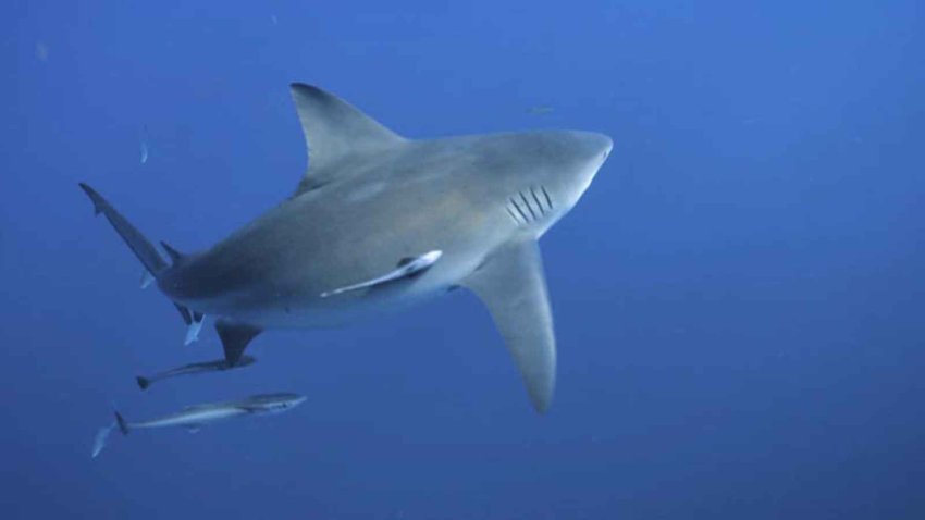 Shark