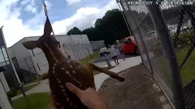 Captado en video: cervatillo intenta entrar en una cárcel