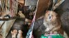 80 dogs found in dead woman's Brooklyn home, including one that gave birth mid-rescue