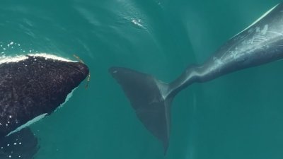 Video de dron capta a orcas usando algas marinas para limpiarse