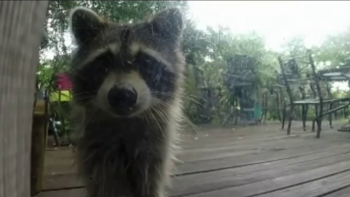 Two people bitten by possible rabid raccoon in NJ town – NBC New York