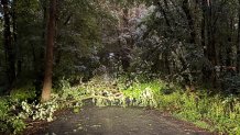 Tree falls on Zion Hill Road in Milford.