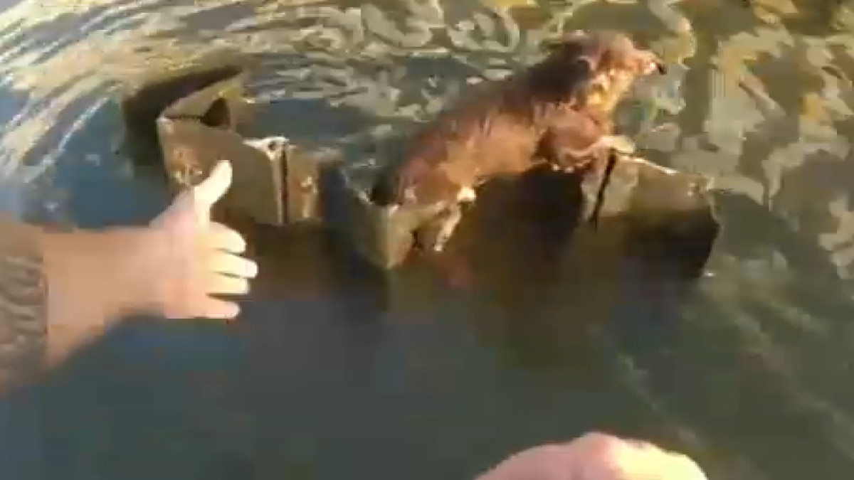 Body cam video shows New Jersey troopers rescue dog from waters of Arthur Kill