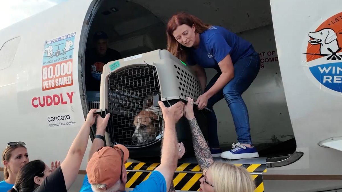 Dogs and cats flown from flooded Texas shelters – NBC New York