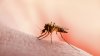 West Nile detected in 89 NYC ZIP codes so far this year. Here's the full list