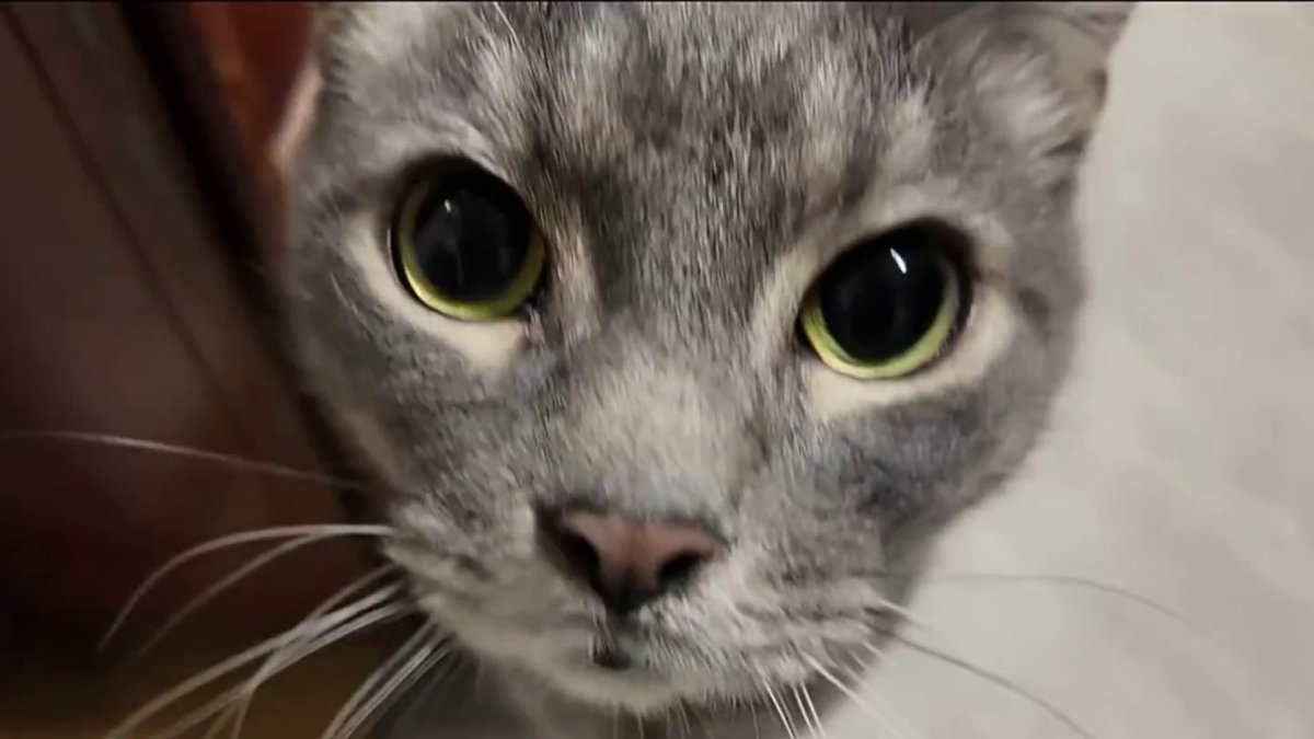 Clear the Shelters: Discover These Adorable Pets Ready for Adoption – NBC New York