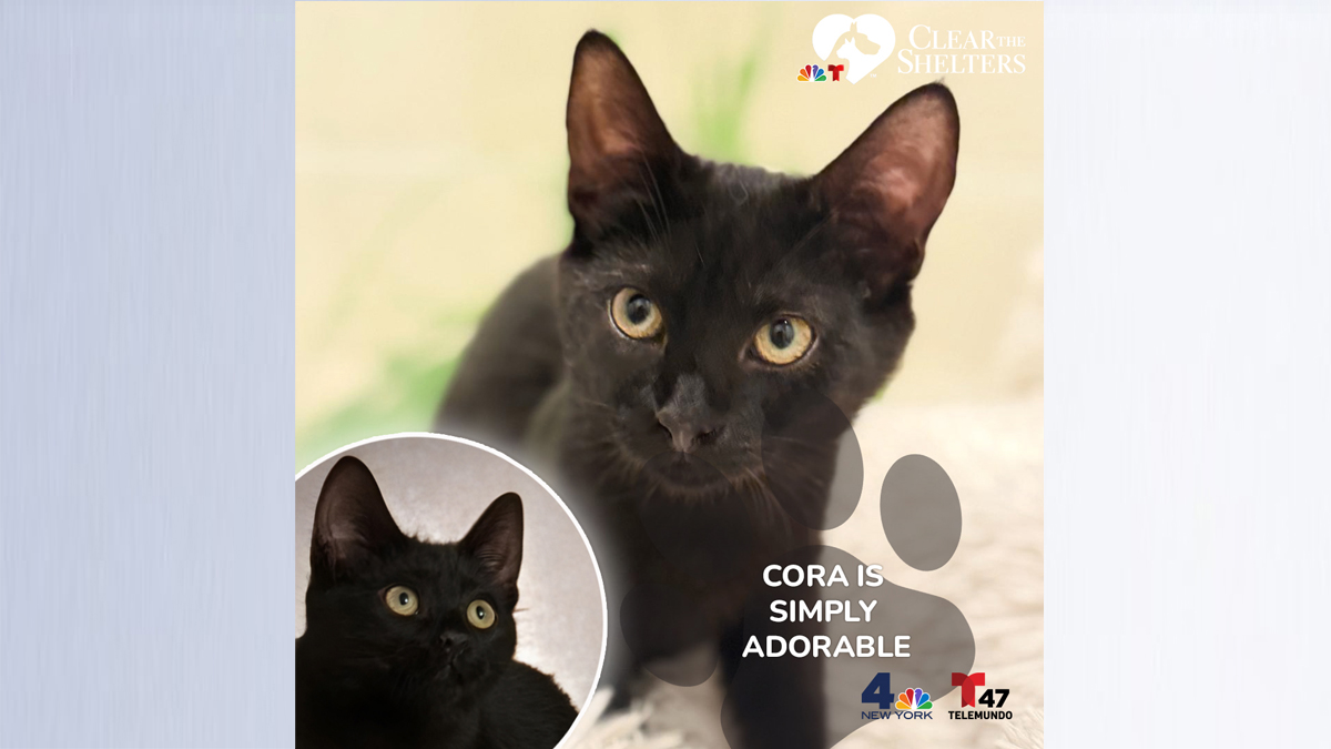 Cora horizontal