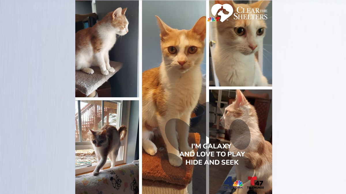 2 killed in 7-car Bronx River Parkway pile-up; police apprehend driver 7 Galaxy horizontal