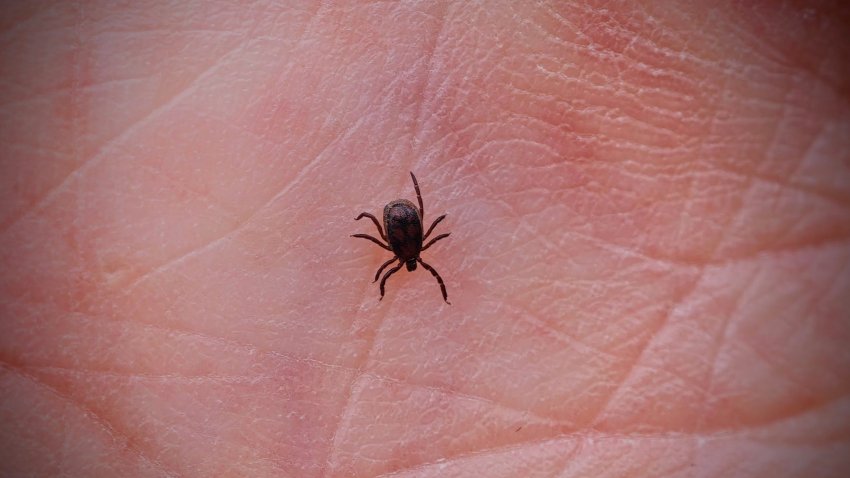 Tick