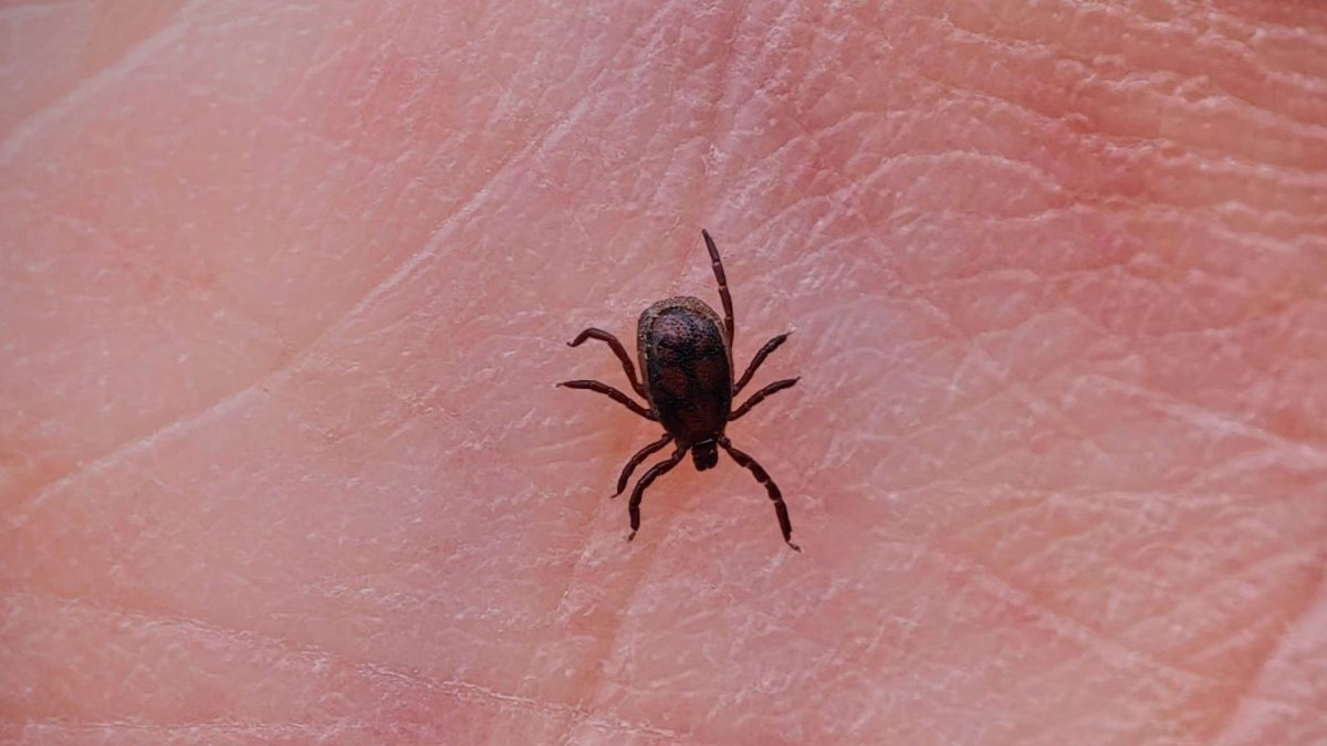 New invasive tick could bring a little-known, debilitating infection ...