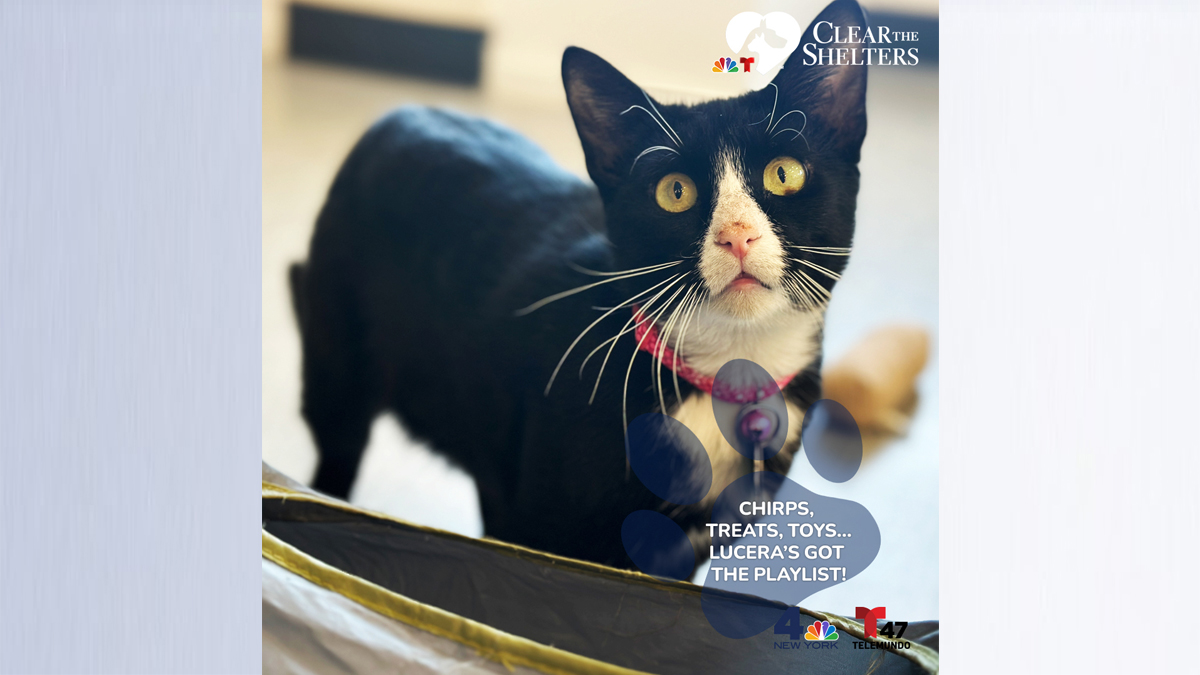 Clear The Shelters: Pets for adoption – NBC New York
