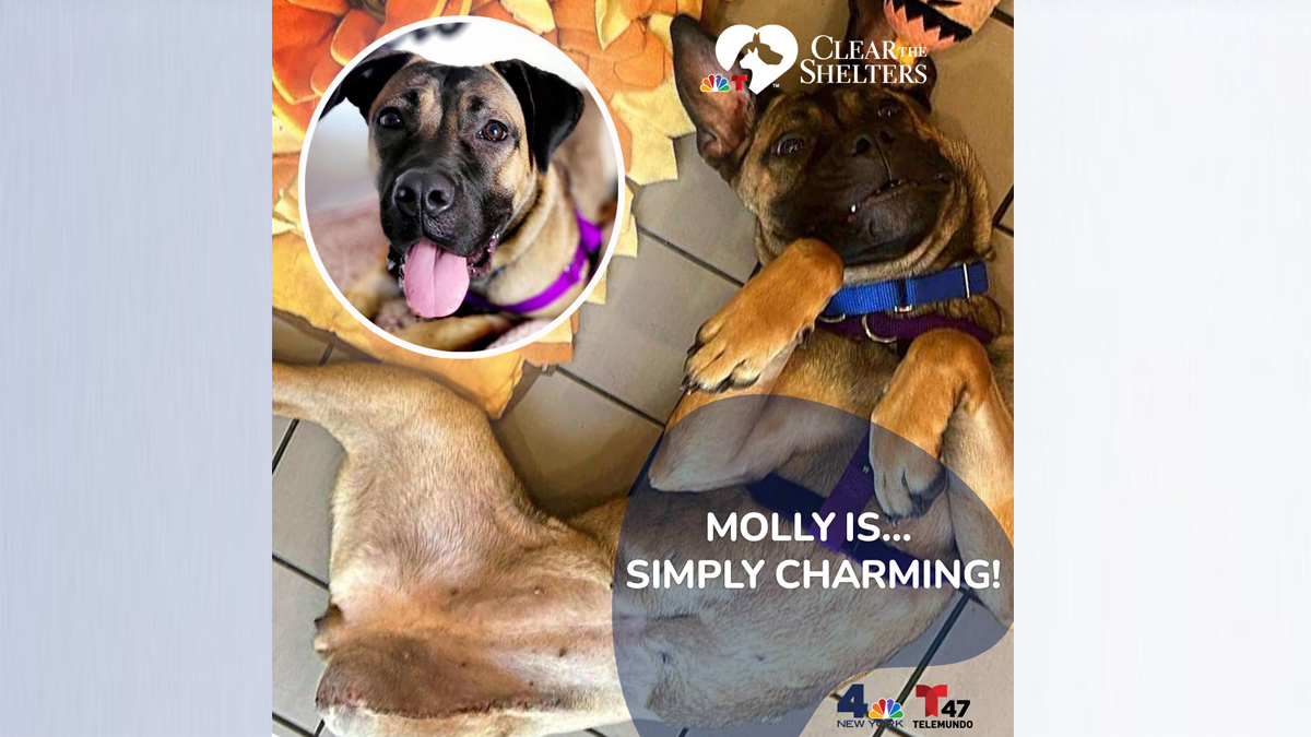 Molly horizontal
