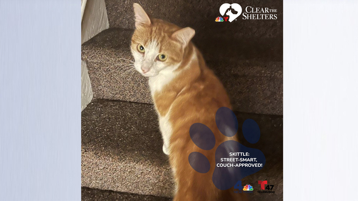 Clear The Shelters: Pets for adoption – NBC New York