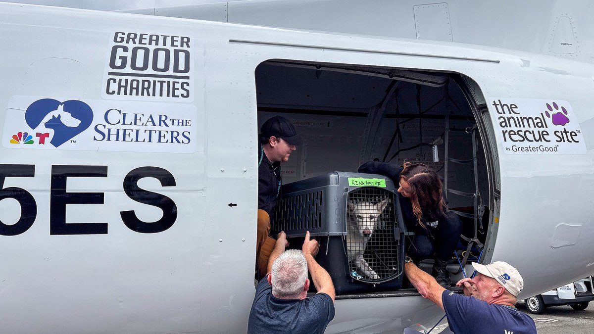Clear the Shelters Initiative Offers Reduced Fees, Free Adoptions Across Multiple US Shelters