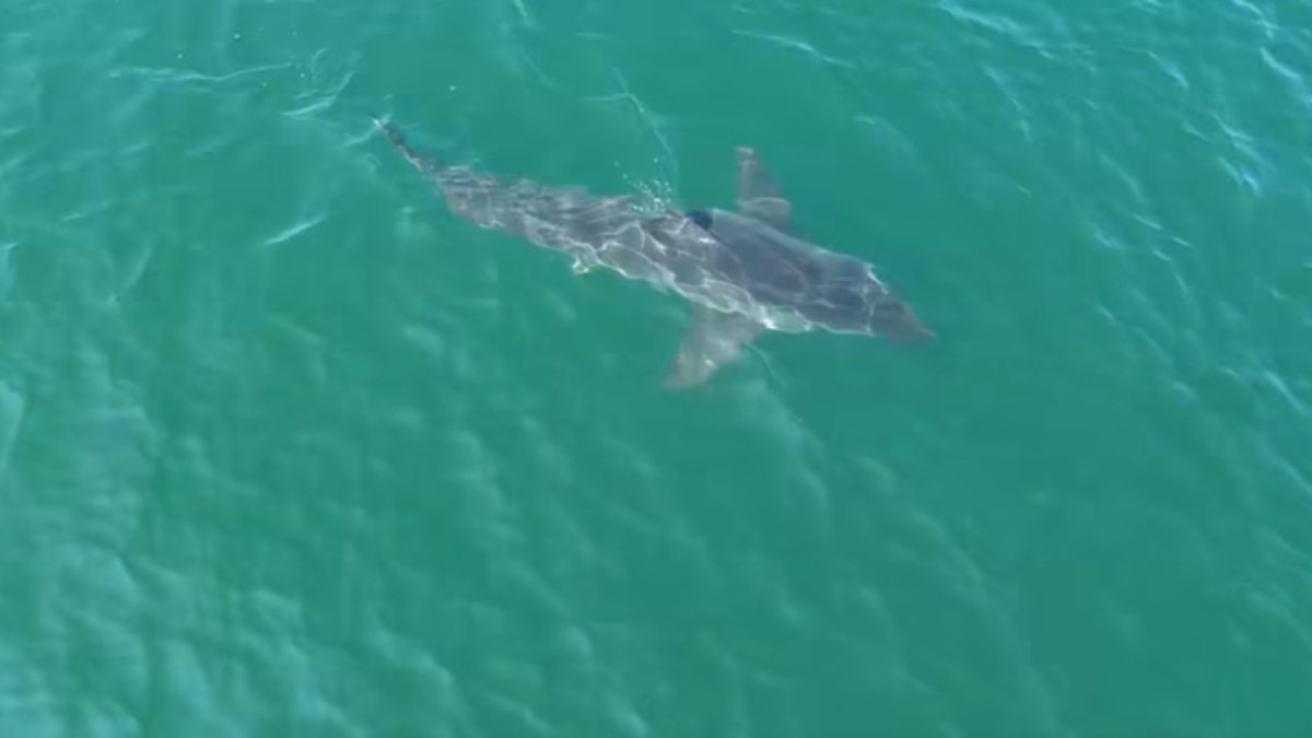 Eleven Great White Sharks Spotted Off US East Coast Including Largest Ever Recorded