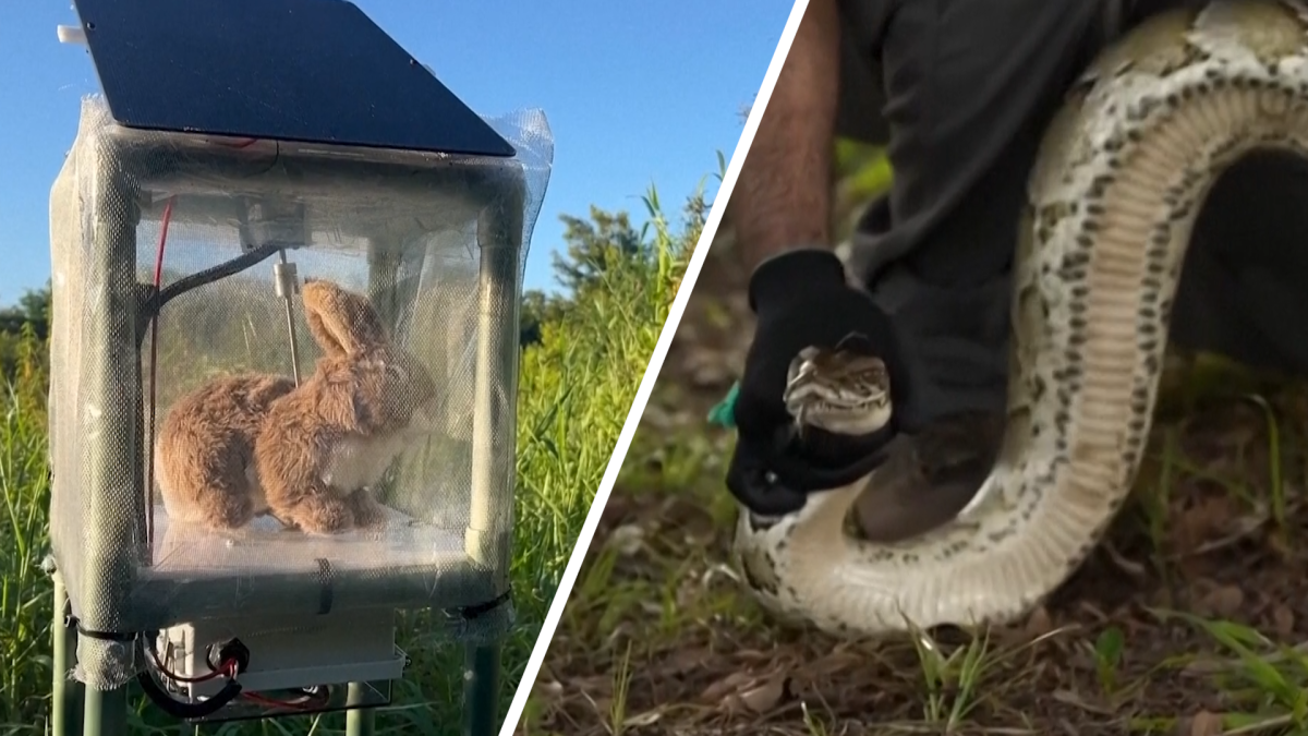 Robot rabbits take on invasive pythons in Florida's Everglades – NBC 6 South Florida